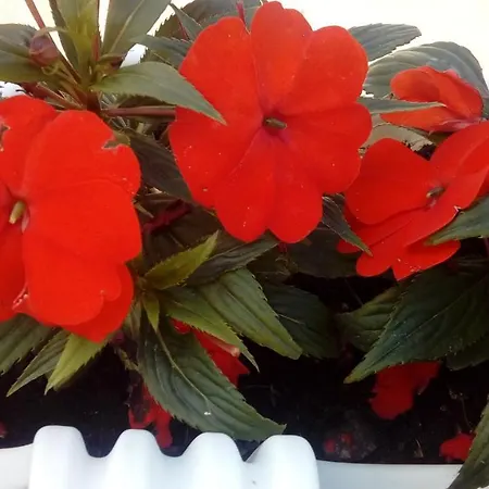 Sole 1