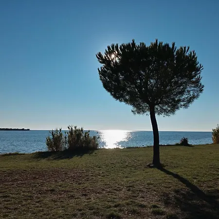 Sole 1 *